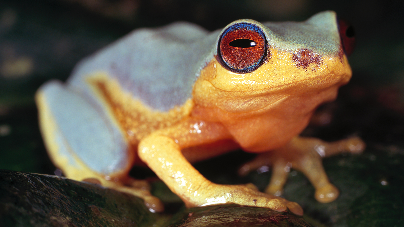 Besonders hübsch ist die zweifarbig rot und blau leuchtende Iris von Raorchestes glandulosus. | Ole Dost