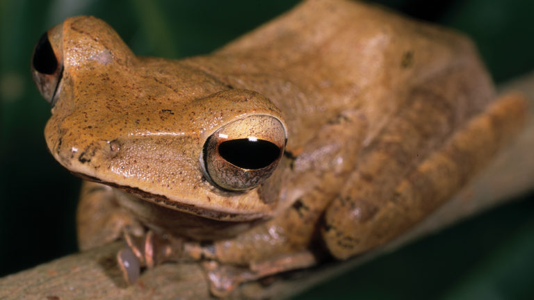 Der Ruderfrosch Polypedates pseudocruciger gehört zwar zu einer in Südasien weit verbreiteten und artenreichen Gattung, aber dieser kommt ausschließlich in den Western Ghats vor. | Ole Dost