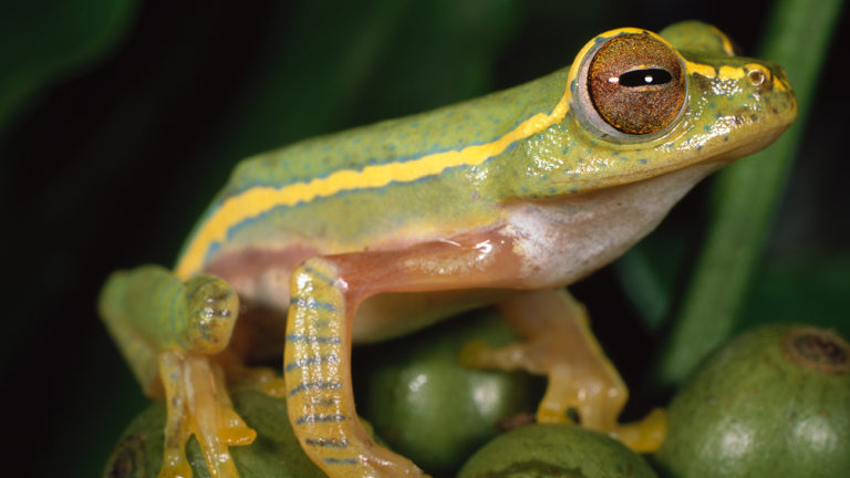 Der farbenprächtigste Frosch der Westghats ist wohl Rhacophorus lateralis. Wenn man ihm dumm kommt, kann er sich allerdings ganz fix in ein schmutziges Braun umfärben. | Ole Dost