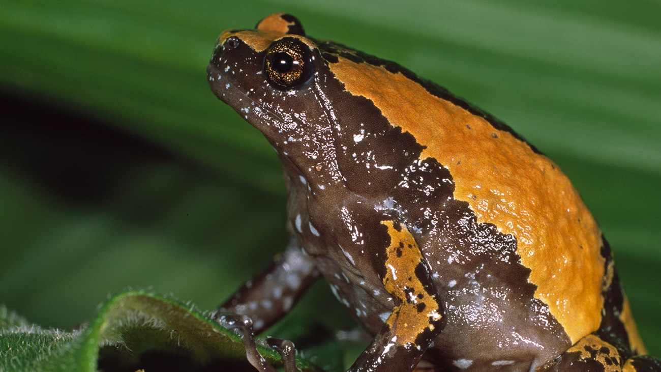 Der etwas kugelige Uperodon triangularis legt seine Eier in wassergefüllte Baumhöhlen der Bergwälder. | Ole Dost