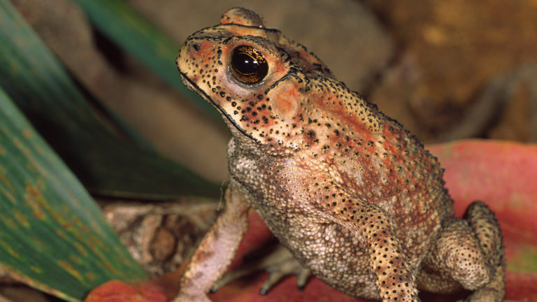 Die Western Ghats in Indien sind ein Hotspot der Amphibien-Diversität. Hier findet der Hobby-Naturfotograf Ole Dost bei seinen Exkursionen reichlich Fotomotive, wie die in Südasien weit verbreitete Schwarznarbenkröte (Duttaphryne melanostictus). | Ole Dost
