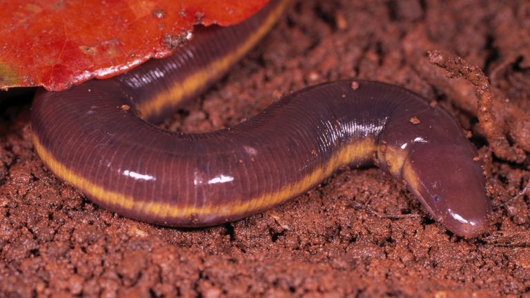 Zu den am wenigsten bekannten Amphibien zählen die unterirdisch lebenden Schleichenlurche. Nur bei starken Regenfällen traut sich Ichtyophis kodaguensis auch mal an die Erdoberfläche. | Ole Dost