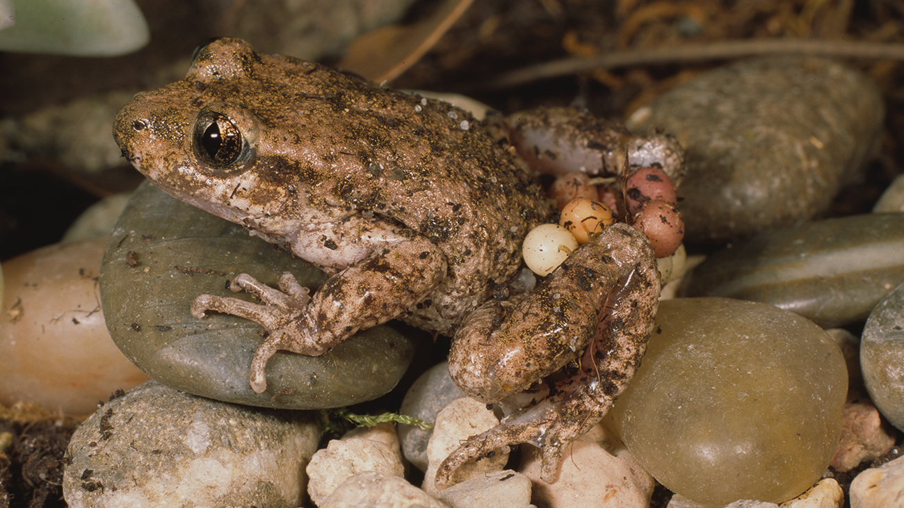 Wieder daheim im Schwarzwald las Ole über die faszinierende seltene Krötenart, bei der das Männchen die Eier auf dem Rücken mit sich herumträgt. Er beschloss, an der Erhaltungszucht dieser Tiere im Rahmen von Citizen Conservation teilzunehmen. | Ole Dost