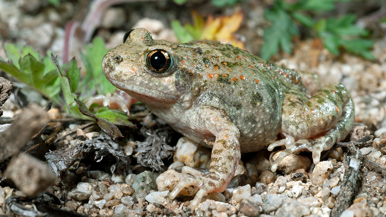 Im Bereich der östlichen Pyrenäen kommt die erst seit kurzem als eigenständige Art erkannte Almogavar-Geburtshelferkröte (Alytes almogavarii) vor | Benny Trapp
