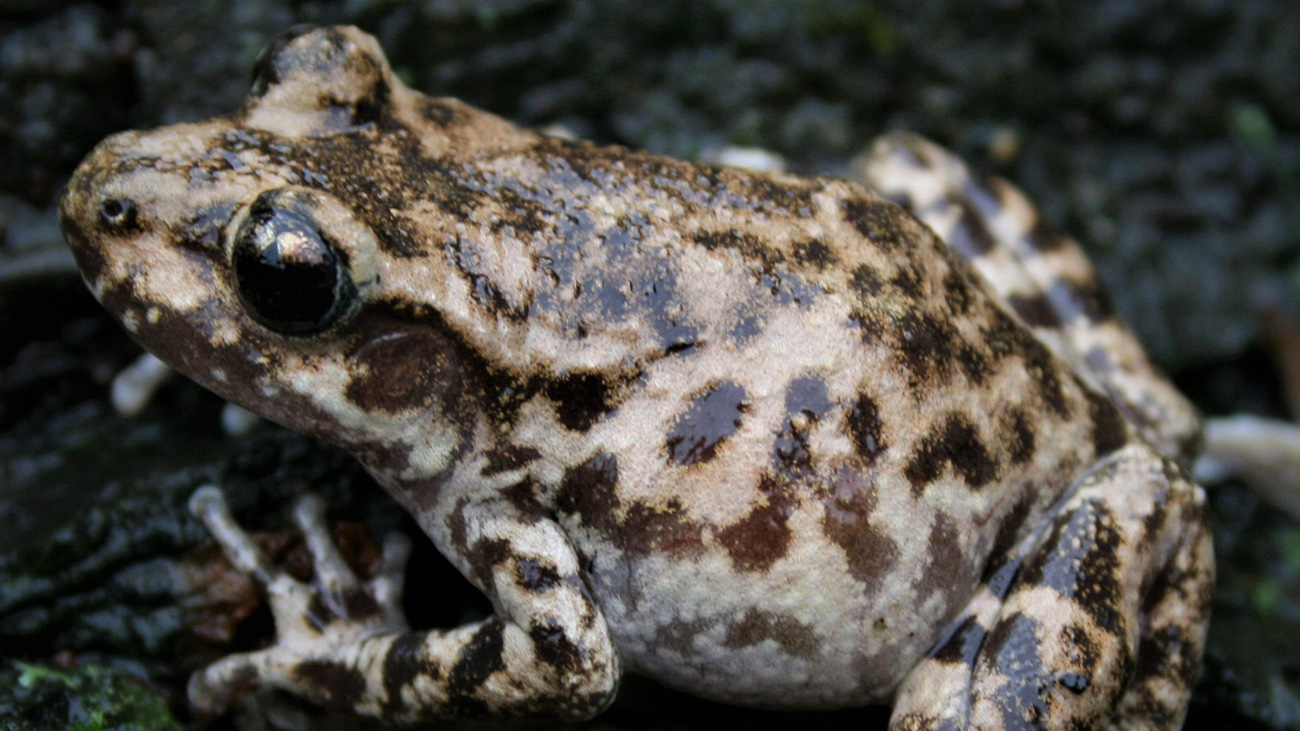 Bevor sie an Land gehen, schrumpfen sie allerdings wieder zurecht. Die erwachsenen Krötchen sind höchstens 4 cm lang. | Sergé Bogaerts