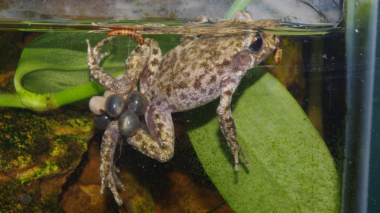 Das Männchen begibt sich nun ins Wasser, wo die Kaulquappen dann schlüpfen. | Sergé Bogaerts