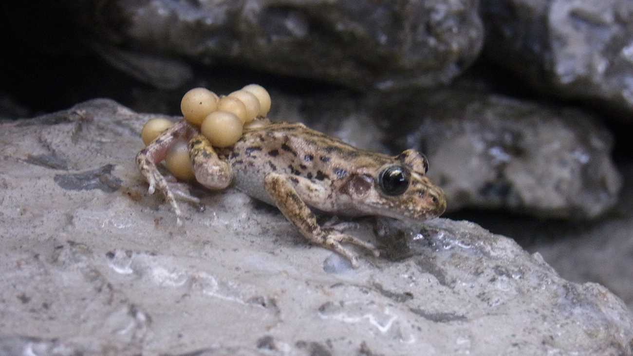 Das Männchen trägt die Eier nun stets mit sich herum und sorgt so für ein optimales Klima für die Entwicklung. | Sergé Bogaerts