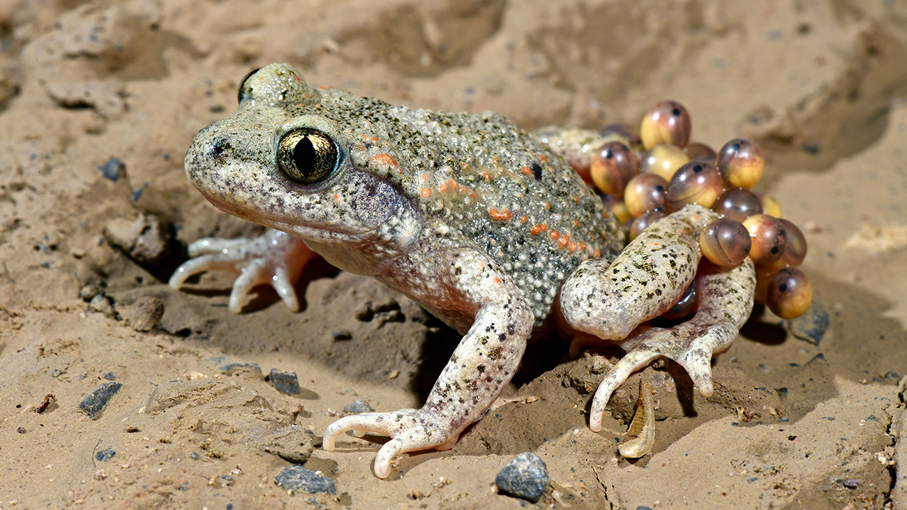 Eier tragendes Männchen der Gewöhnlichen Geburtshelferkröte (Alytes obstetricans) aus Wuppertal | Benny Trapp