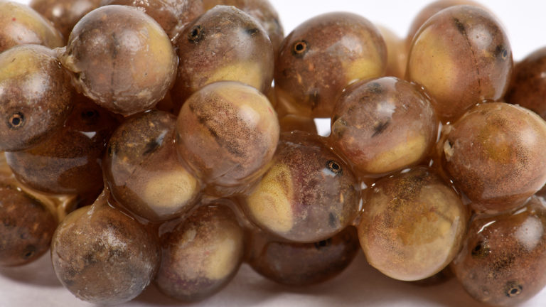 Zum Abschwimmen bereit! Noch sind die Kaulquappen der Gewöhnlichen Geburtshelferkröte in ihren Eiern zu kleinen Kugeln zusammengepresst, aber bei Kontakt mit Wasser werden sie die Eihüllen sprengen und davonschwimmen. | Benny Trapp