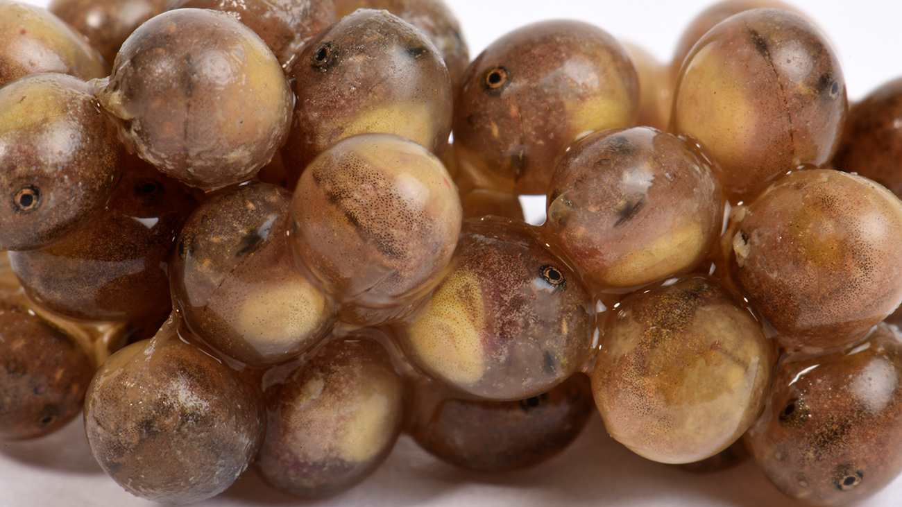 Zum Abschwimmen bereit! Noch sind die Kaulquappen der Gewöhnlichen Geburtshelferkröte in ihren Eiern zu kleinen Kugeln zusammengepresst, aber bei Kontakt mit Wasser werden sie die Eihüllen sprengen und davonschwimmen. | Benny Trapp