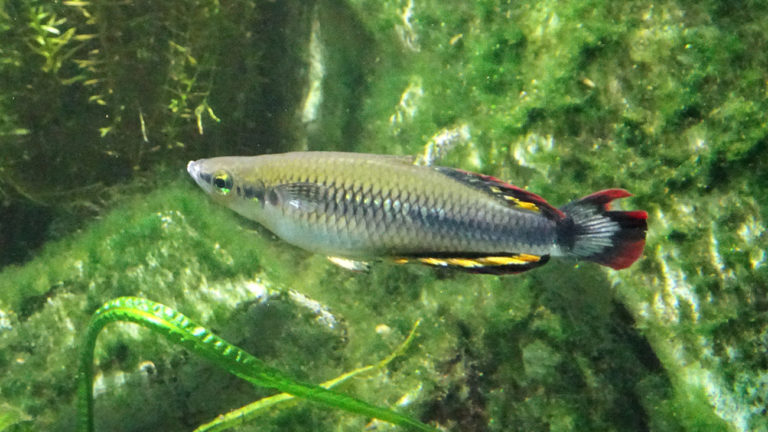 50 Jahre später fanden Fischforscher heraus, dass es sich um zwei verschiedene Arten handelt. Die in der Aquaristik verbreiteten Fische sind in Wirklichkeit Bedotia madagascariensis. | Thomas Ziegler