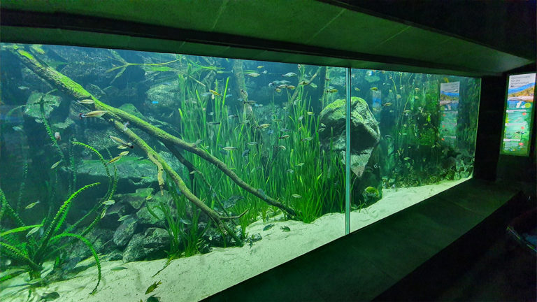 In der Natur ist die Art stark gefährdet. So leben heute wohl um ein Vielfaches mehr Madagaskar-Ährenfische in Aquarien als im natürlichen Lebensraum. | Thomas Ziegler