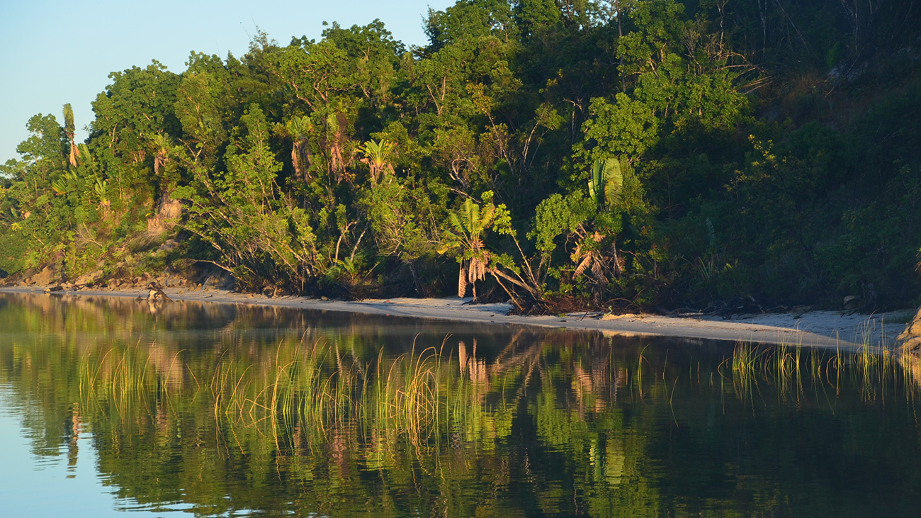 Madagaskar-Ährenfische leben in gut beschatteten Bereichen von Seen und ihren Zuflüssen in der Region der Canales de Pangalanes. | Annalucia/Shutterstock