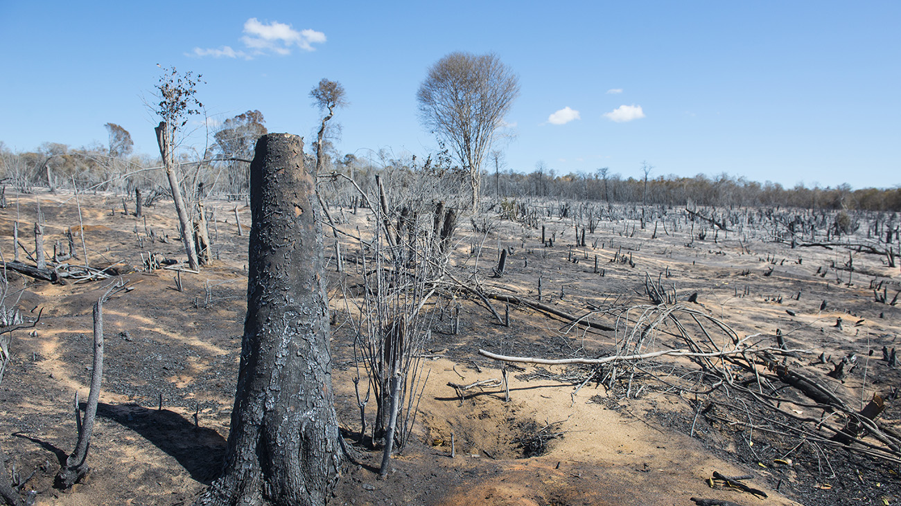 Die rasante Abholzung von Madagaskars Wäldern betrifft auch die Ährenfische: kein Schatten, kein Lebensraum. | Kriss75/Shutterstock