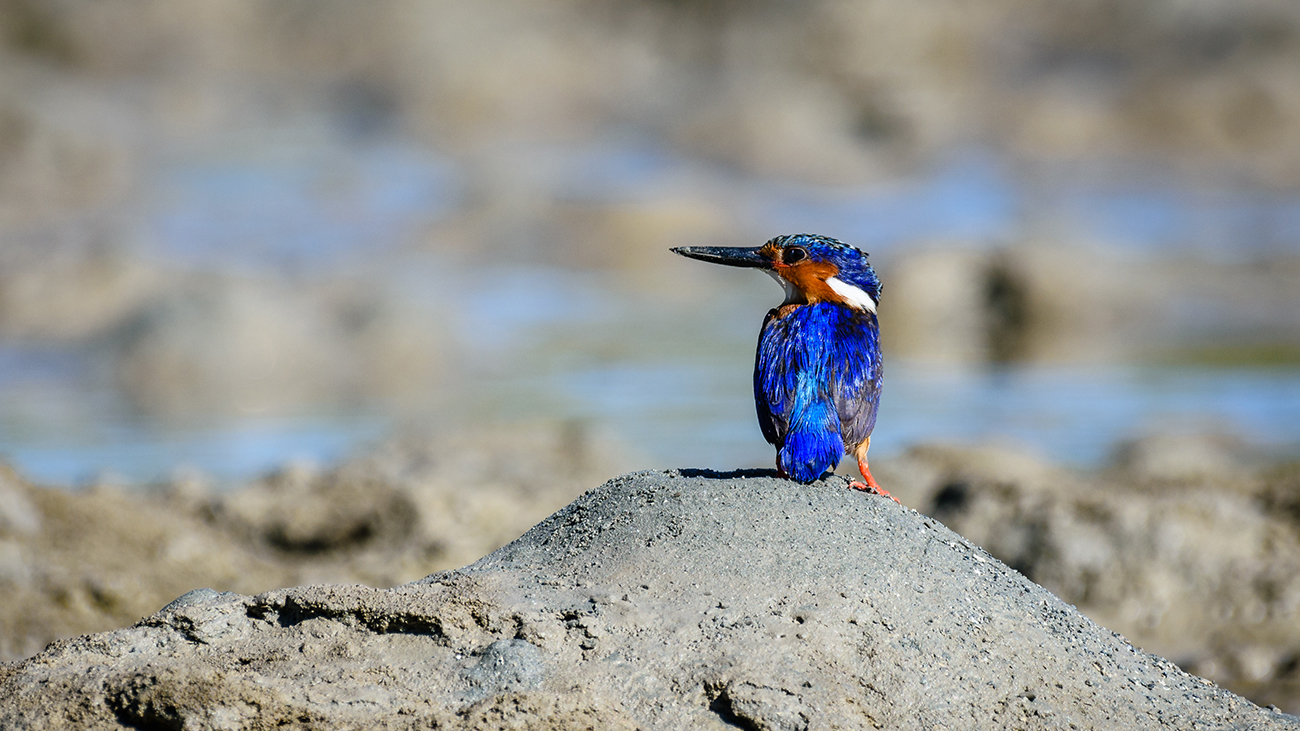 Der hübsche Madagaskar-Zwergfischer ist ein natürlicher Fressfeind der Ährenfische. Er gefährdet die Art aber nicht, weil Fischfresser und Fisch in einem natürlichen Gleichgewicht stehen ... | Mada-Foto/Shutterstock