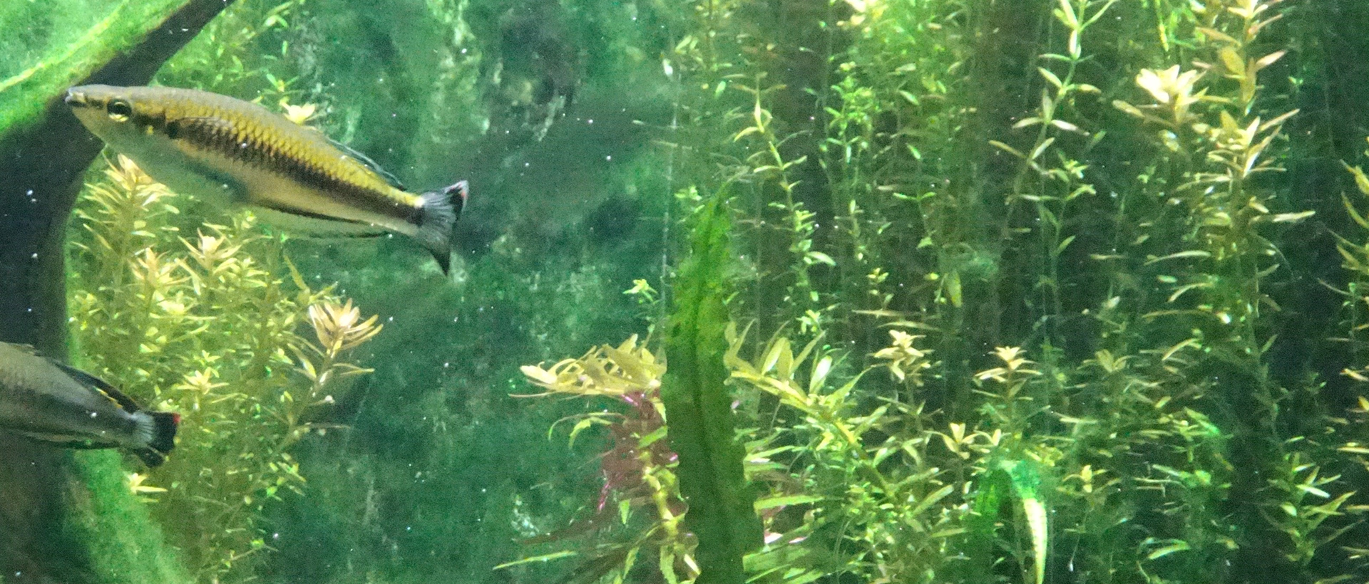 Madagascar_Aehrenfisch_Basiswissen_Bild02