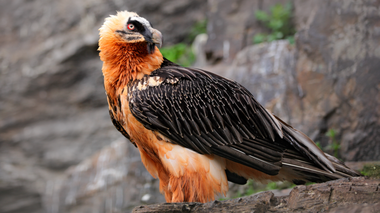 Wozu der Bartgeier seinen Bart hat, ist nicht so recht klar. Sehr wohl aber, warum die Art bedroht ist. Einem Irrglauben verdankt das Tier den Namen Lämmergeier und auch, dass im Alpenraum bis zum letzten Exemplar auf ihn Jagd gemacht wurde. Dabei ist er einfach nur ein sehr guter Resteverwerter und verputzt brav das, was am kadavergedeckten Tisch übrigbleibt, nämlich Knochen. | Ondrej Prosicky, Shutterstock