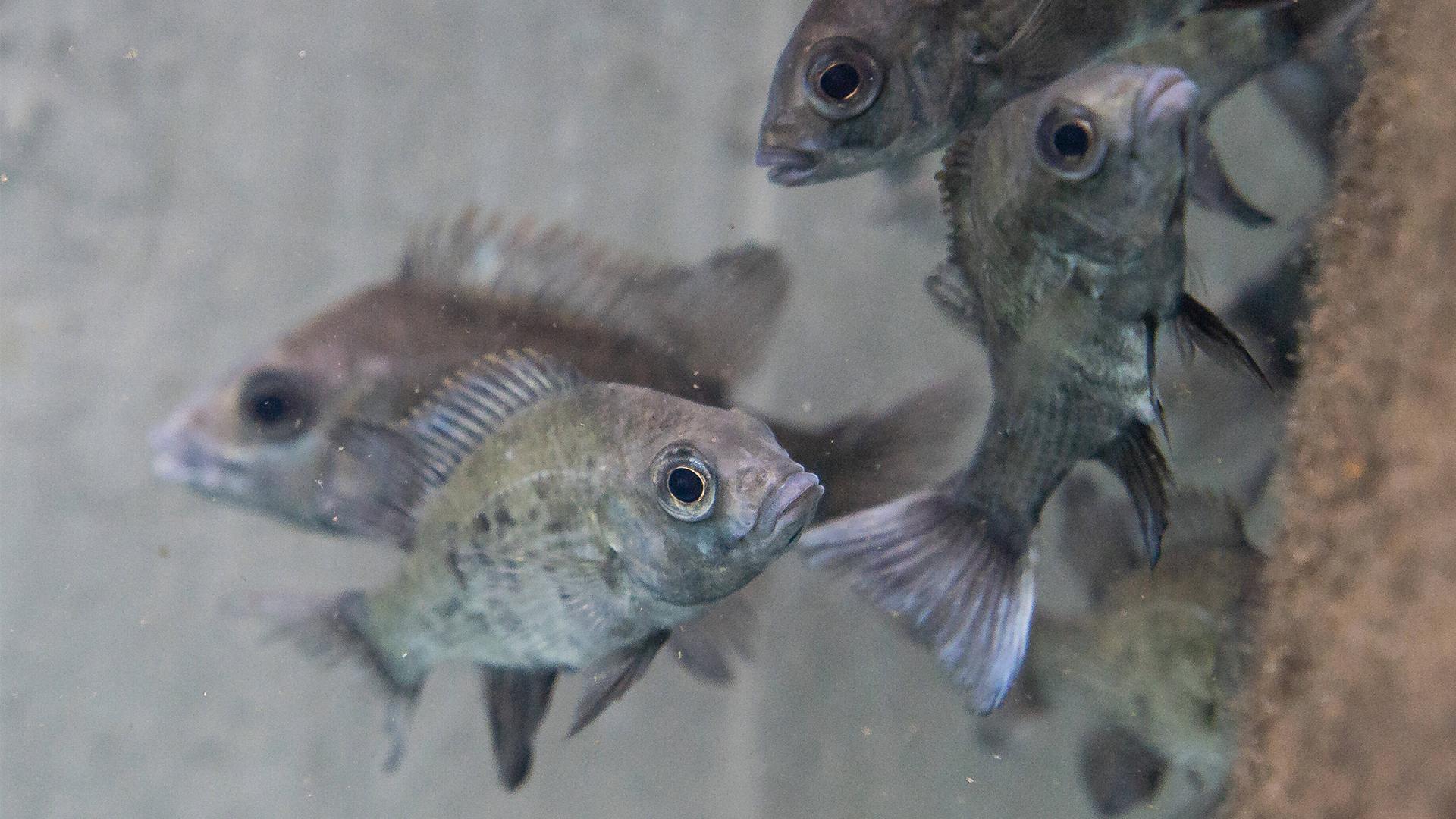 Warum ist der Mangarahara-Buntbarsch so etwas wie das hässliche Entlein unter den Buntbarschen, für Wissenschaftler jedoch ein echtes Fest? | Benjamin Horn, IMAGO