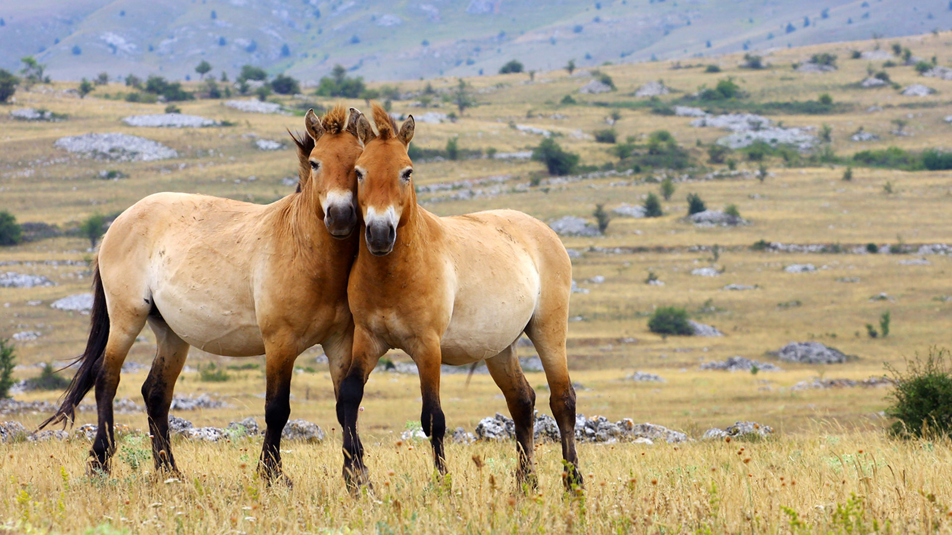 Nanu, ein Pferd als seltenes Tier? Allerdings! Denn Wildpferde sind in der Tat äußerst selten. So selten, dass nicht einmal sicher ist, ob es überhaupt noch echte Wildpferde gibt. Spoiler: auf dem amerikanischen Kontinent gibt es jedenfalls keine. Was aber ist dann dieses Przewalski-Pferd? Und wie spricht man das überhaupt aus? | Loflo69, Dreamstime.com