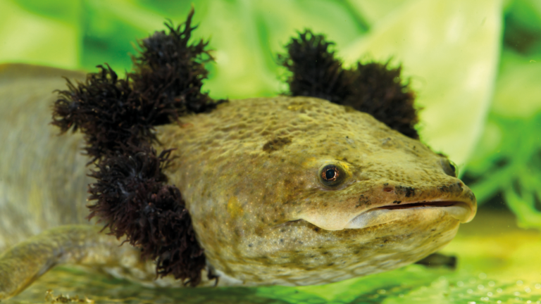 Forever young – wovon Menschen träumen und Sänger singen, das hat der Molch längst umgesetzt. Zumindest der Pátzcuaro-Querzahnmolch. Sein Jungbrunnen ist ein See im Hochland von Mexiko, wo er die ewige Jugend genießt. Was geheimnisvolle Wunderheilkräfte und ein Nonnenkloster damit zu tun haben wird in dieser Geschichte verraten, die, so fantastisch ist wie das Wunderwesen, um das sie sich dreht. | Benny Trapp, Frogs&Friends