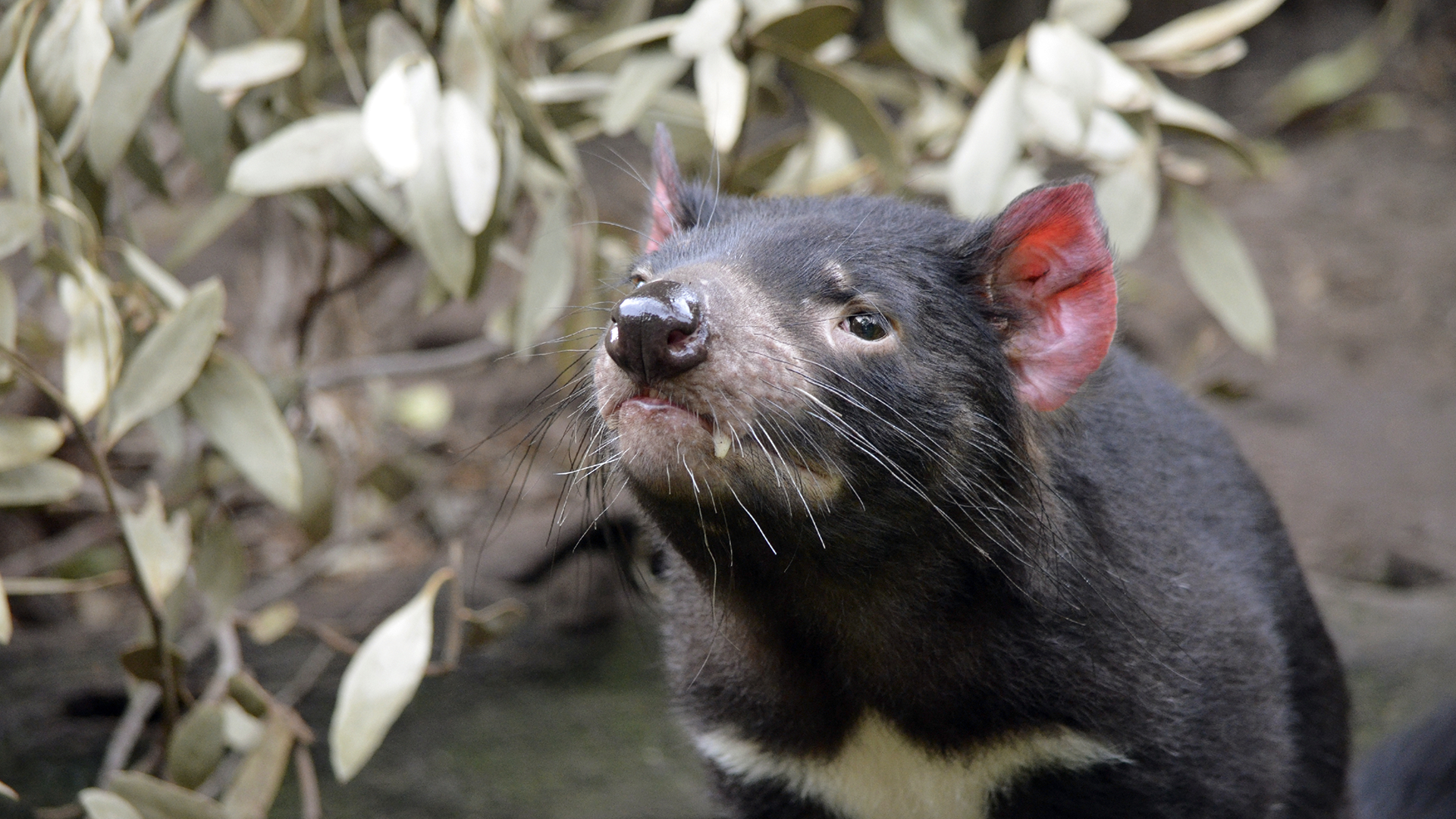 Eine Kreatur, die sich grundsätzlich gern und über alles Mögliche aufregen kann und dabei recht häufig stinkend, schreiend und mit roten Ohren durch die Gegend springt. Sind Beutelteufel die Wutbürger unter den Tieren? Nun, irgendwie sind sie dabei ja auch ganz niedlich, und vor allem haben sie es gerade wirklich nicht leicht. | Susan Flashman, Shutterstock