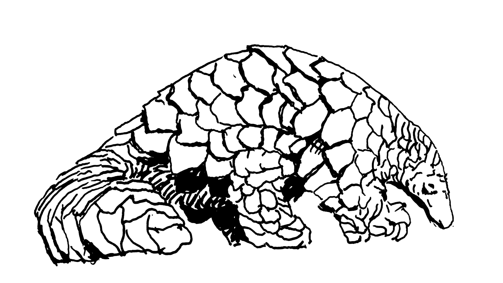 Patronin des Schuppentiers: Martina Burger Vignette | Lisa Neuhalfen