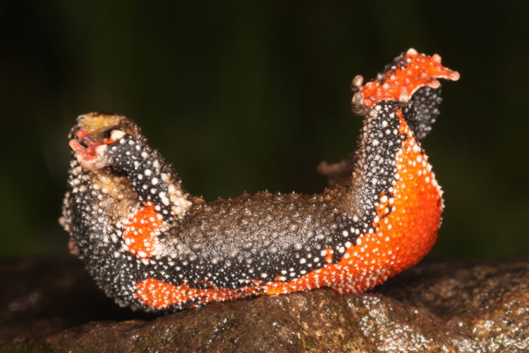 Den Trick mit der Kahnstellung beherrschen auch andere Amphibien, etwa die südamerikanischen Schwarzkrötchen (hier: Melanophryniscus devincenzii). Das Fachwort dafür ist als original deutsches Wort in die spanischsprachige Literatur eingezogen: „el unkenreflex“. | Axel Kwet