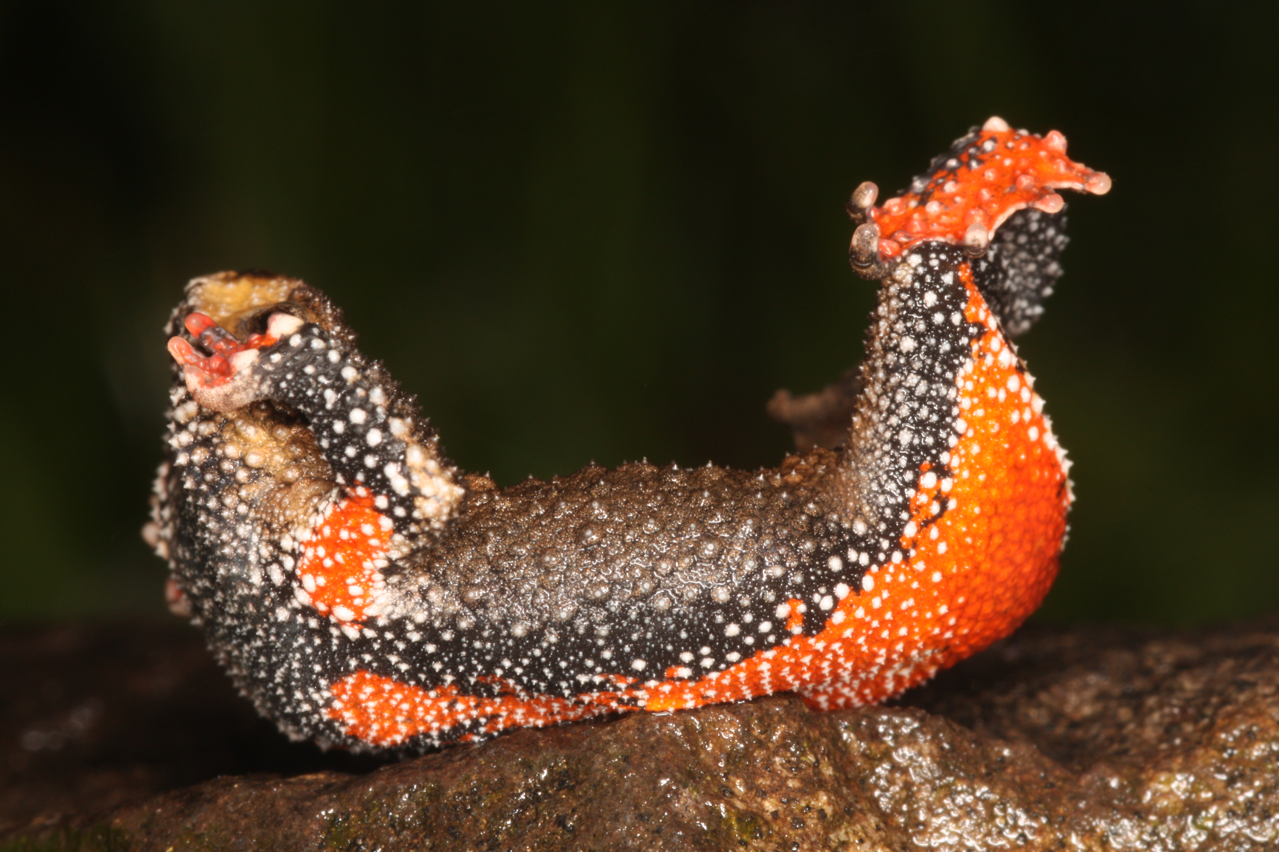 The trick with the barge position is also mastered by other amphibians, for example the South American black toads (here: Melanophryniscus devincenzii). The technical word for this has entered the Spanish-language literature as an original German word: „el unkenreflex“. | Axel Kwet