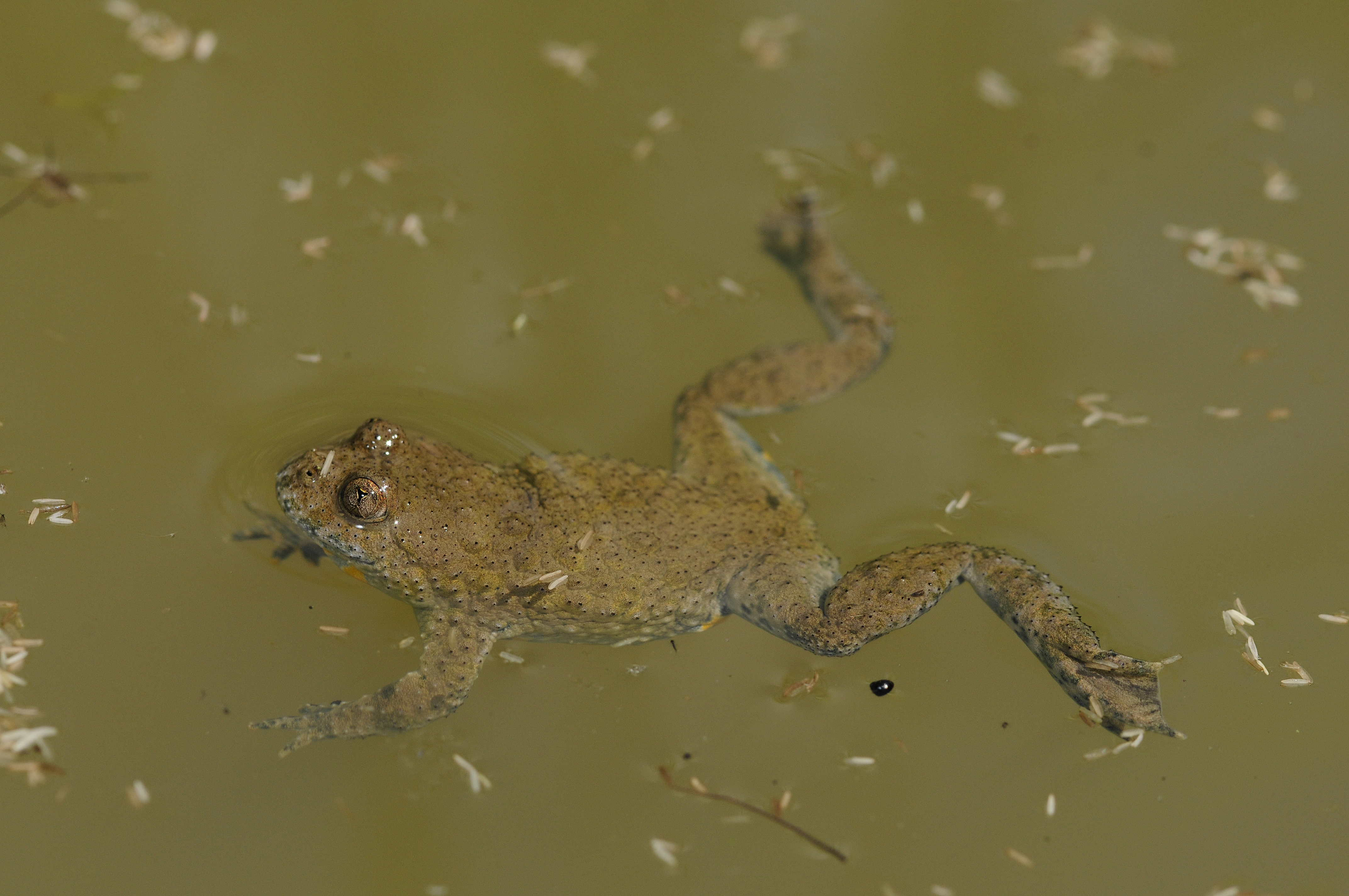 In other countries, however, such as Germany, the yellow-bellied toad is highly endangered (here: Bombina v. variegata from the area of Bergisches Land near Wuppertal) | Benny Trapp
