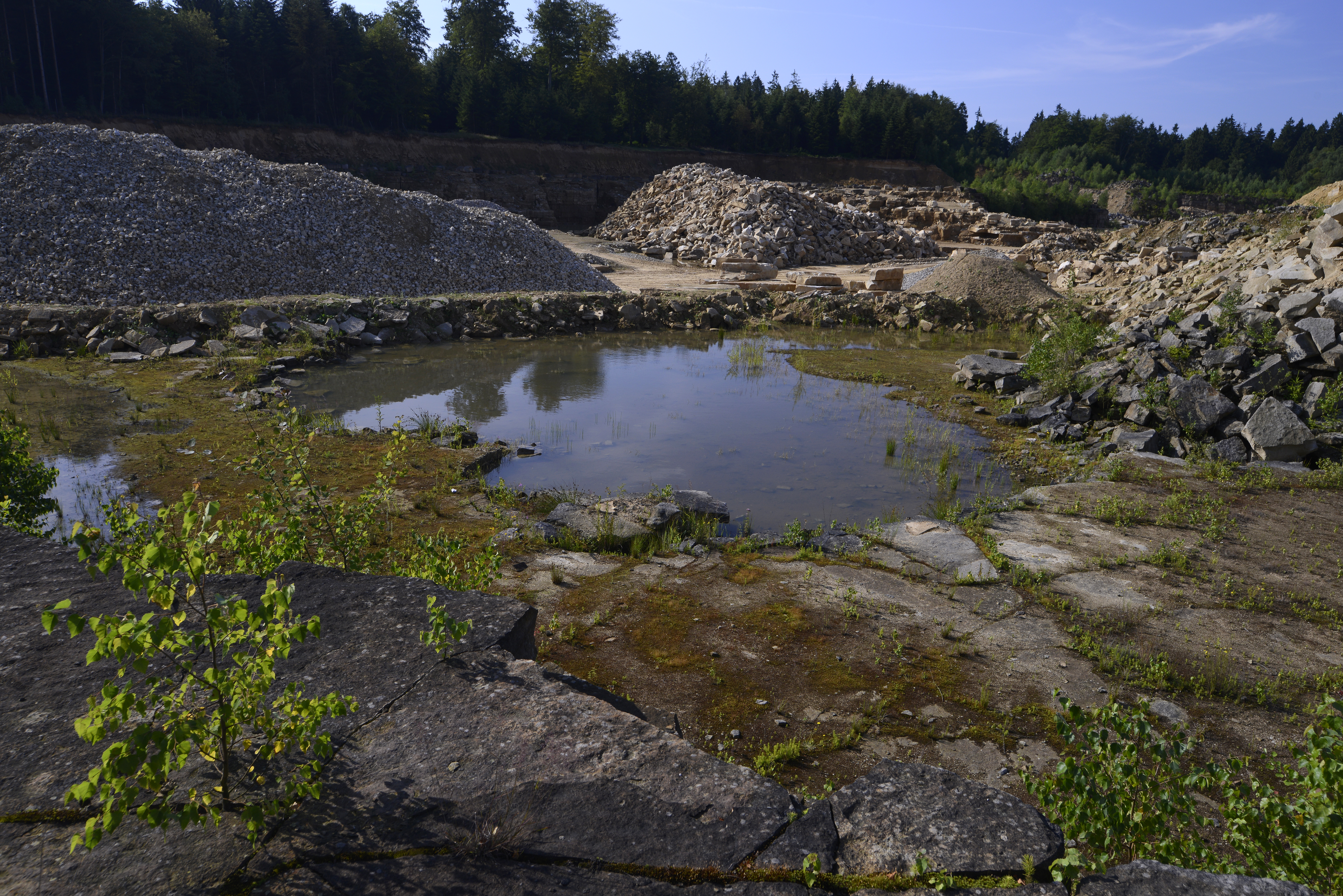 Since natural floodplain areas have almost entirely disappeared in the face of largely straightened rivers, yellow-bellied toads now occur mainly in artificial biotopes, such as this quarry. | Benny Trapp