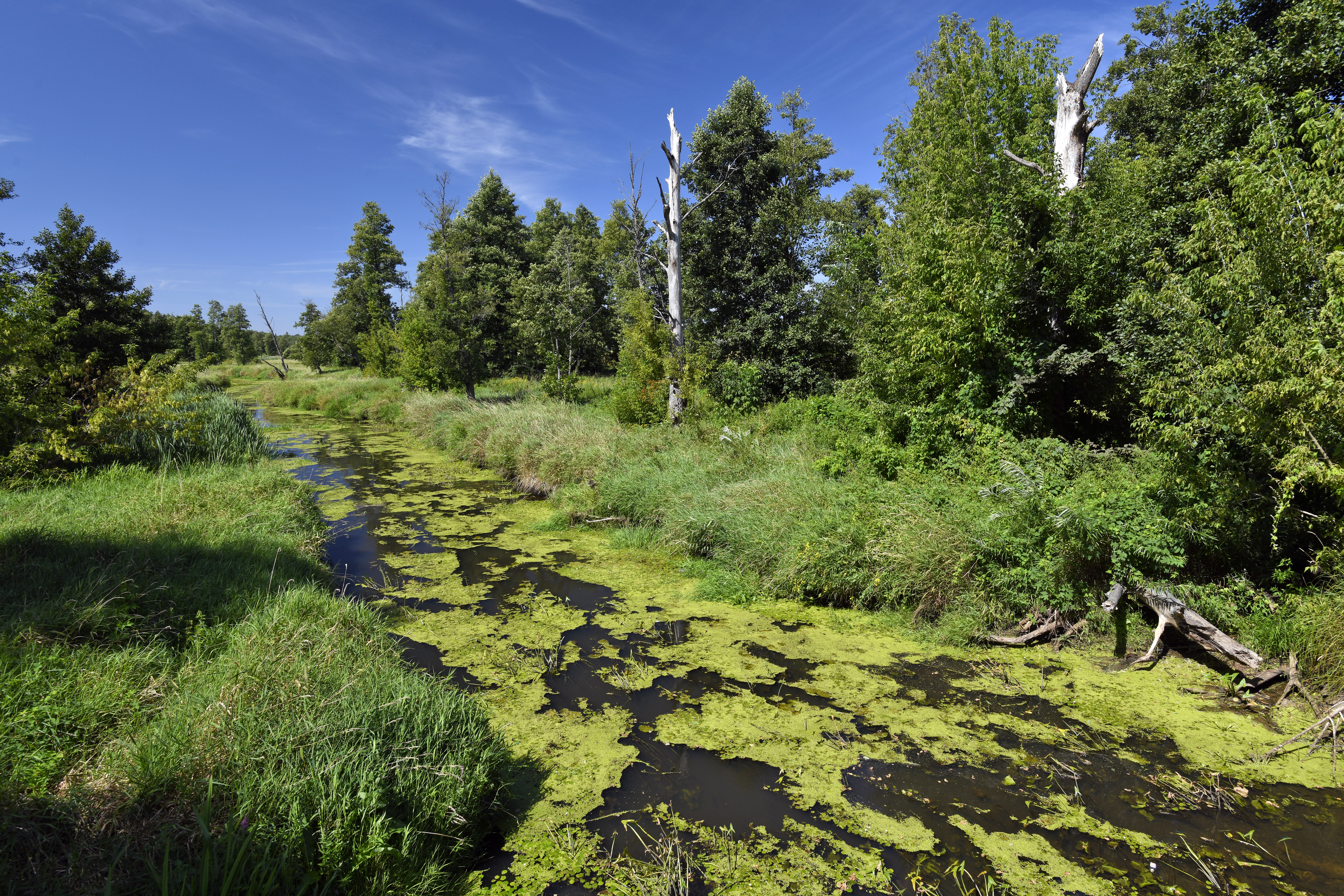 Auch solche naturbelassenen Gewässer wie hier in Polen als Lebensraum für Rotbauchunken sind in weiten Teilen Mitteleuropas selten geworden. | Benny Trapp