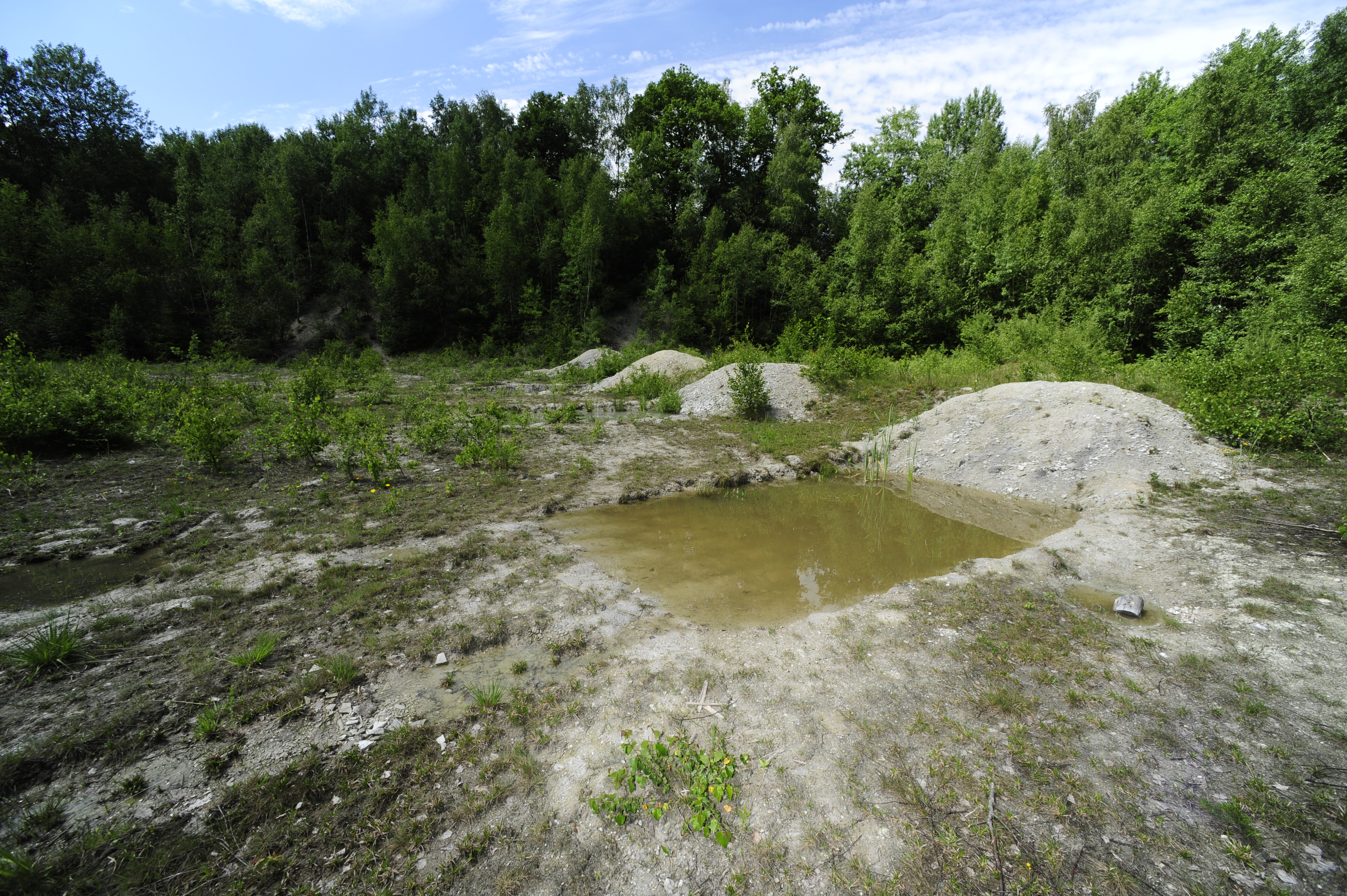 Artificially created ponds such as this one near Bonn can serve as spawning grounds for yellow-bellied toads. | Benny Trapp