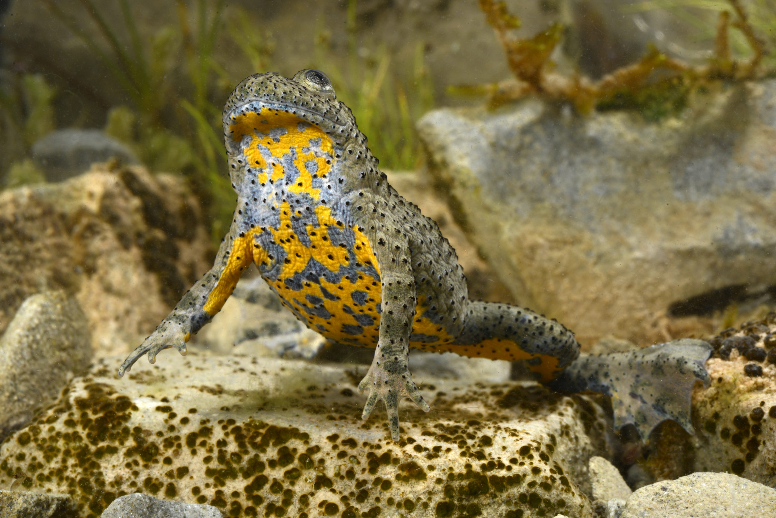 Die Gelbbauchunke (Bombina variegata) ist in vielen Teilen ihres Verbreitungsgebiets noch recht häufig, wie hier B. v. scabra aus Griechenland | Benny Trapp