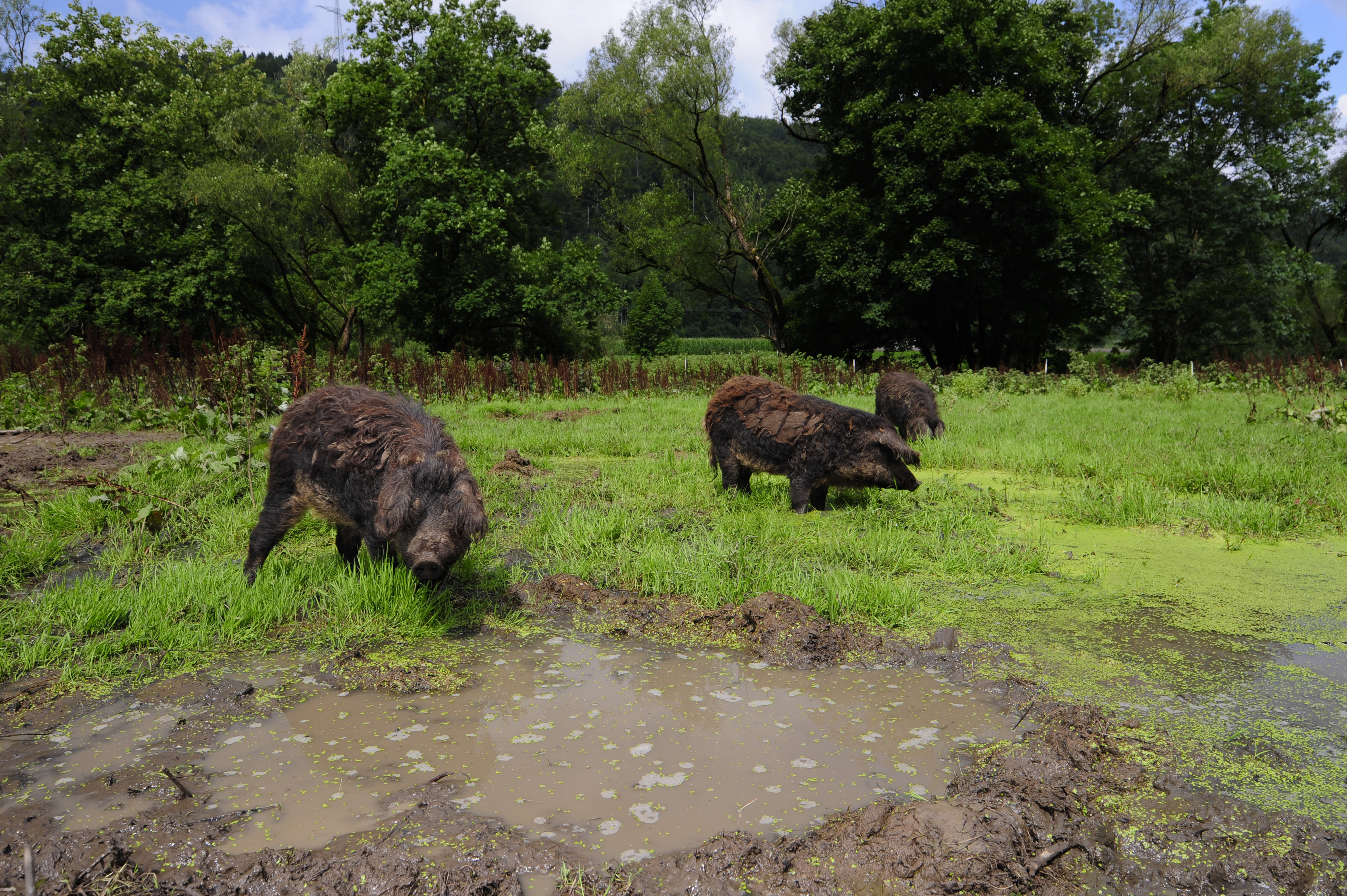 Landscape management with a bite: pig burrows provide toad spawning biotopes. | Benny Trapp