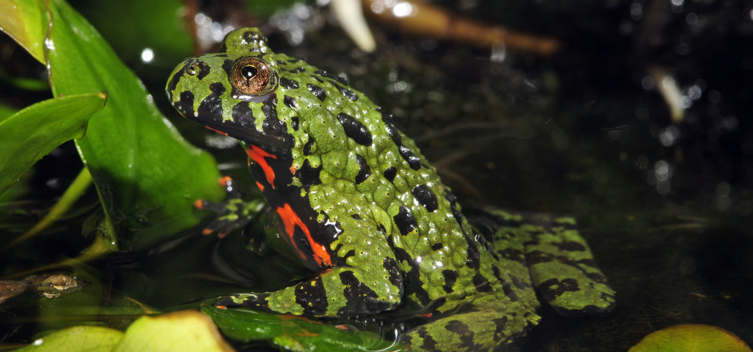 Kasten_Haltungsempfehlungen_BennyTrapp_Bombina orientalis_DSC3851