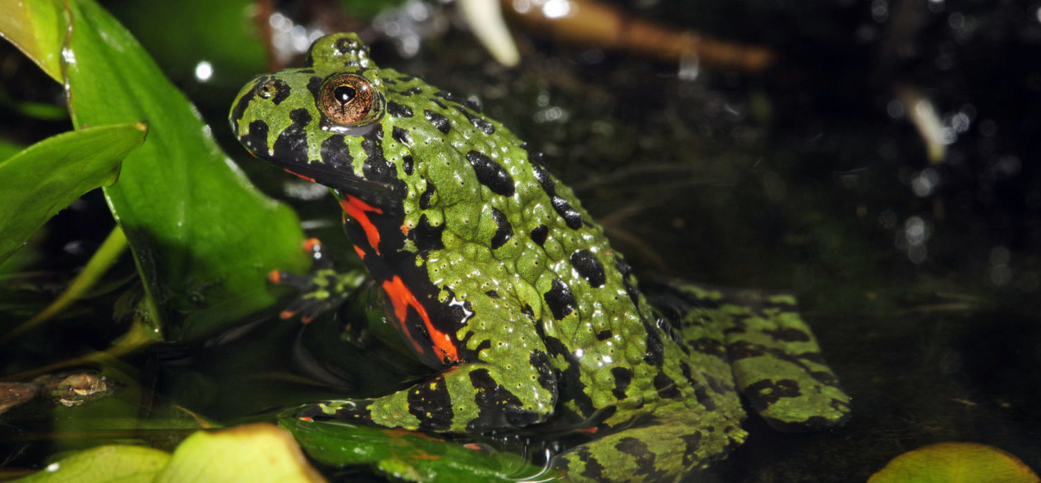 Kasten_Haltungsempfehlungen_BennyTrapp_Bombina orientalis_DSC3851