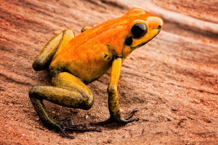 Phyllobates bicolor sieht dem Schrecklichen Pfeilgiftfrosch zum Verwechseln ähnlich und ist eng mit ihm verwandt. Auch er wurde zum Vergiften von Blasrohrpfeilen benutzt. Allerdings enthält er das Batrachotoxin in deutlich geringerer Konzentration als sein schrecklicher Verwandter. | Dirk Ercken, Shutterstock