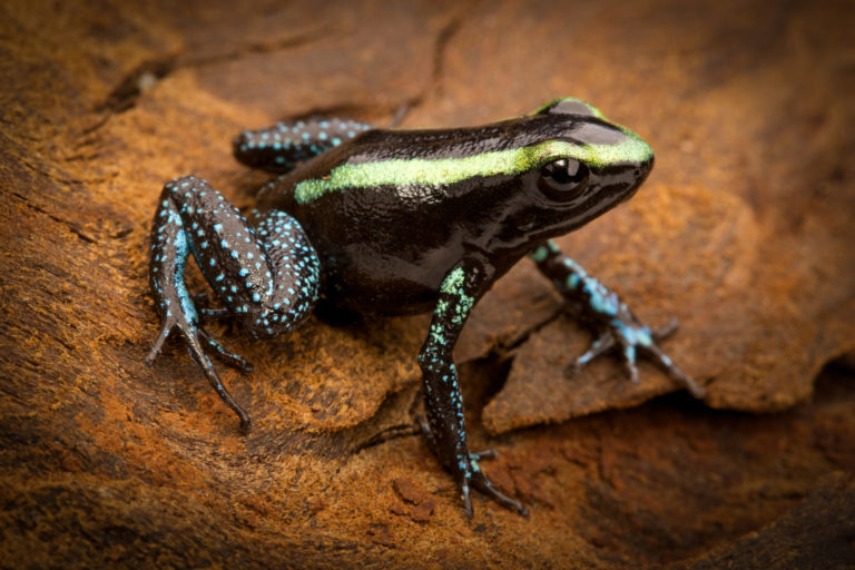 Der dritte im Bunde der tatsächlich zum Pfeilvergiften genutzten Pfeilgiftfrösche ist der etwas weniger abschreckend gefärbte Goldstreifen-Baumsteiger (Phyllobates aurotaenia), der ebenfalls in Kolumbien lebt. | Dirk Ercken, Shutterstock