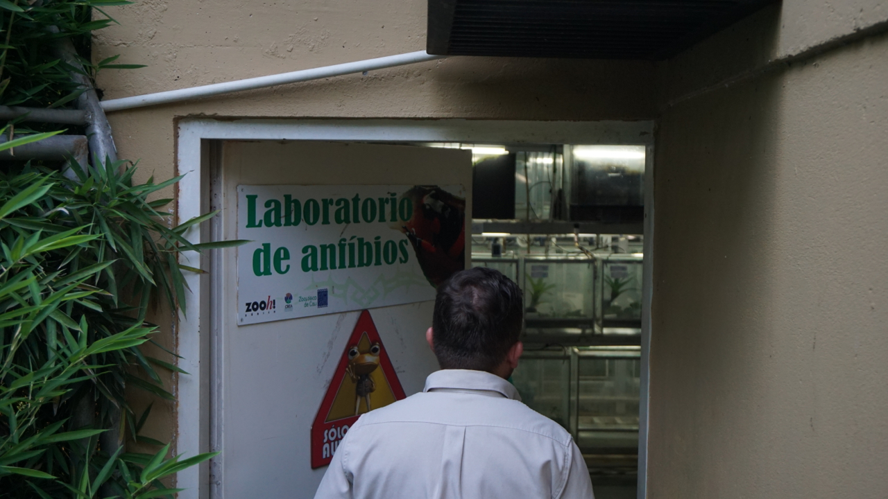 Im Zoo von Cali werden Schreckliche Pfeilgiftfrösche aus Joaquincito gezielt gezüchtet, um sie für die Zukunft zu erhalten. Ein Teil der Frösche im Programm von Citizen Conservation kommt ebenfalls aus dieser Population. | Björn Encke, Frogs & Friends