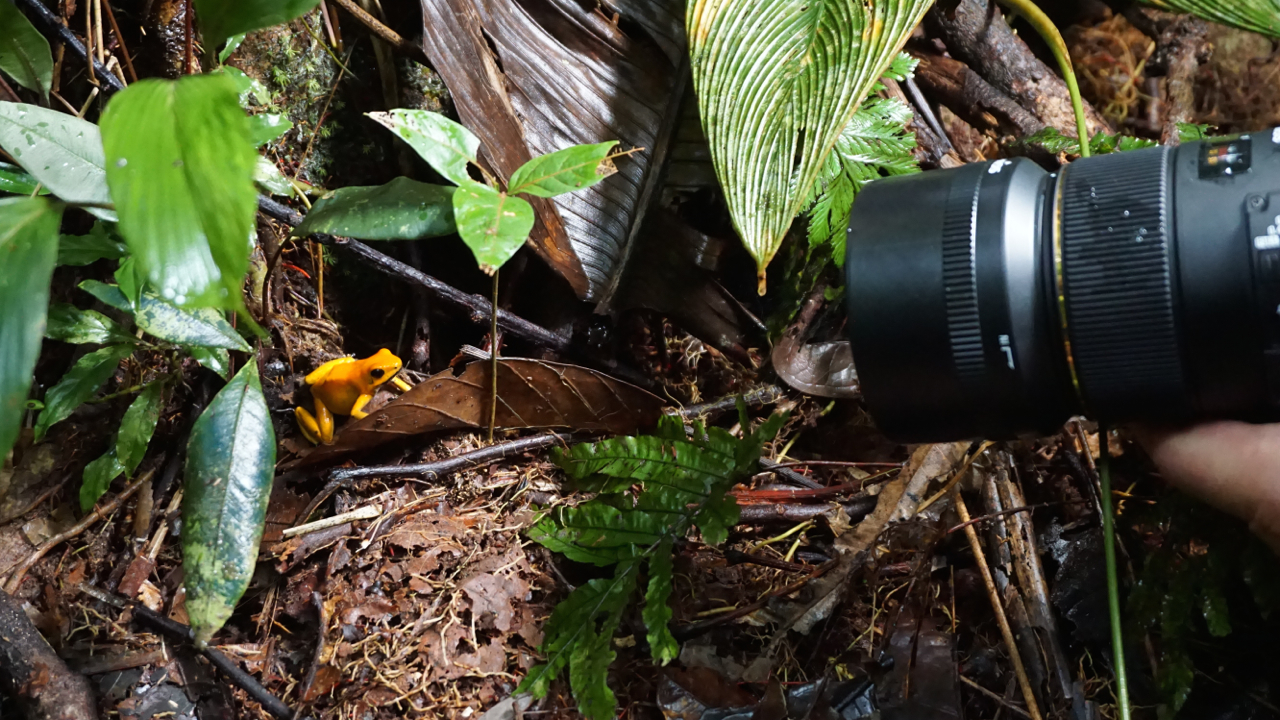 Eines der frühen Projekte von Frogs & Friends, den Erfindern und heutigen Mitgesellschaftern von CC, war ein Trip in den Lebensraum der Giftzwerge in Kolumbien. | Björn Encke, Frogs & Friends