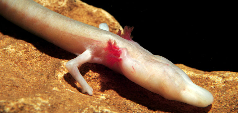 Neoteny occurs in a number of tailed salamanders from different families – also in Europe, such as the famous grotto olm. | Luca Cavallari/Shutterstock