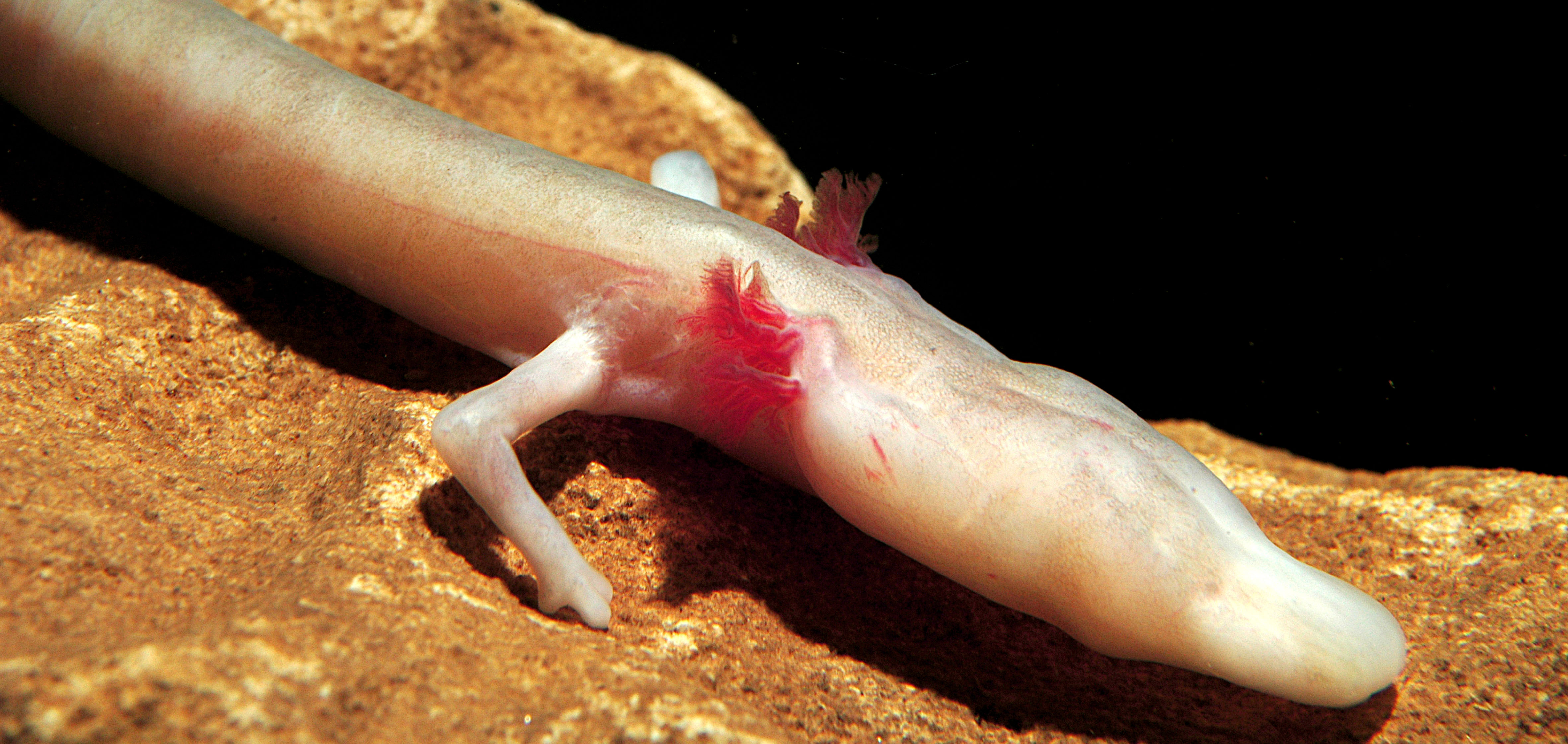 Neoteny occurs in a number of tailed salamanders from different families – also in Europe, such as the famous grotto olm. | Luca Cavallari/Shutterstock