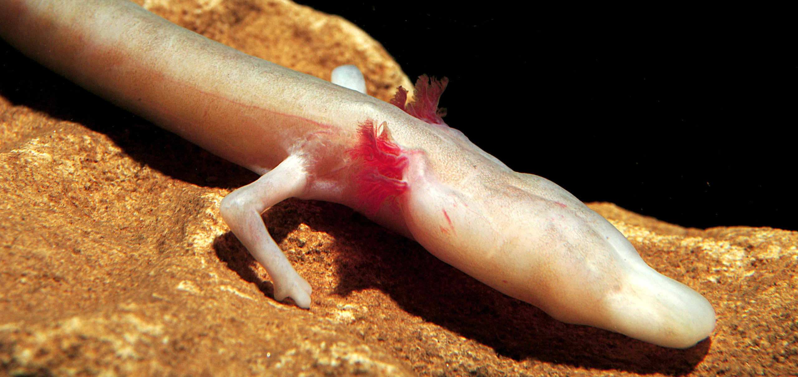 Neotenie kommt bei einer Reihe von Schwanzlurchen aus verschiedenen Familien vor – auch in Europa, wie beim berühmten Grottenolm. | Luca Cavallari/Shutterstock