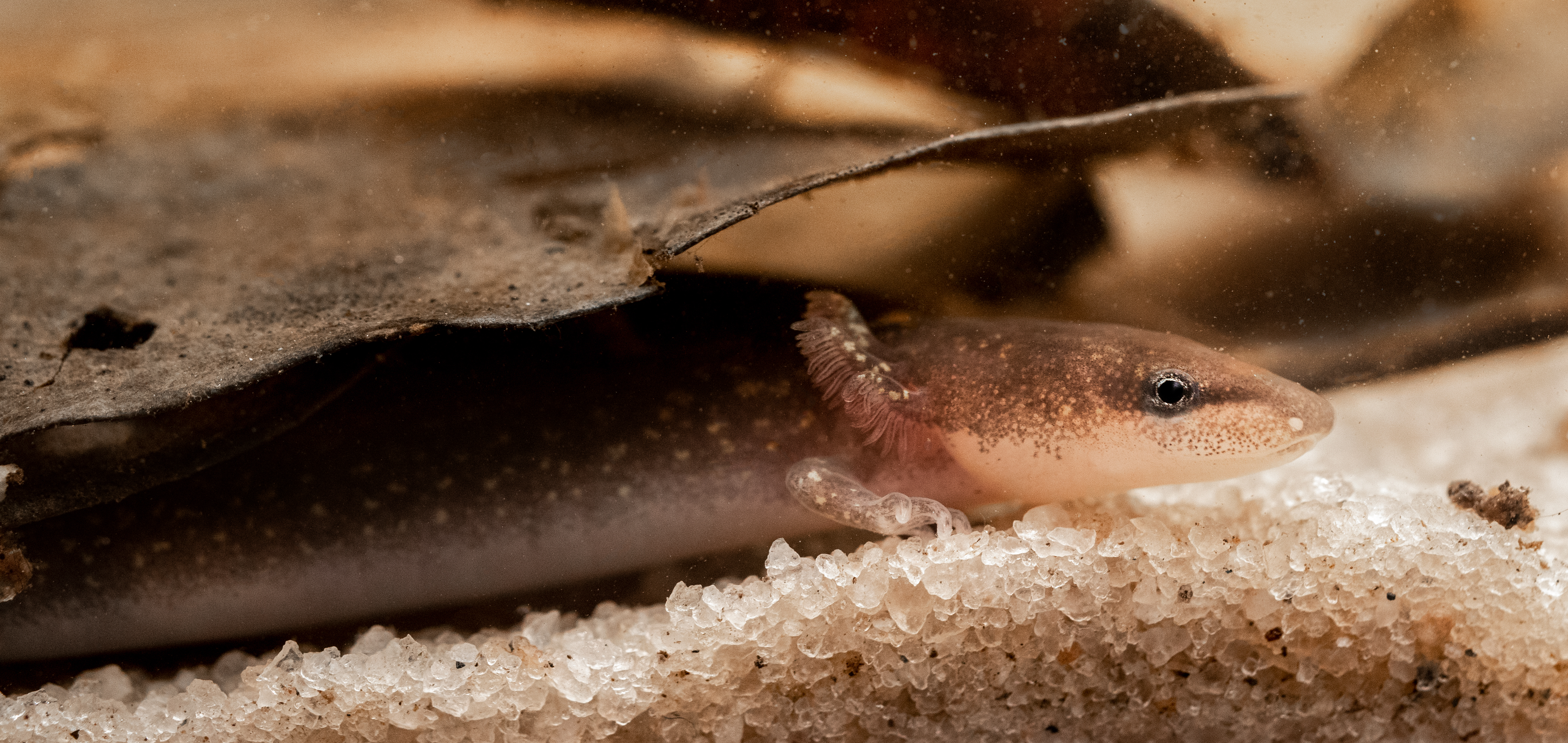 "Dwarf waterdog" is the colloquial American name of the neotenous Necturus punctatus from the eastern USA. | Radiant Reptilia/Shutterstock
