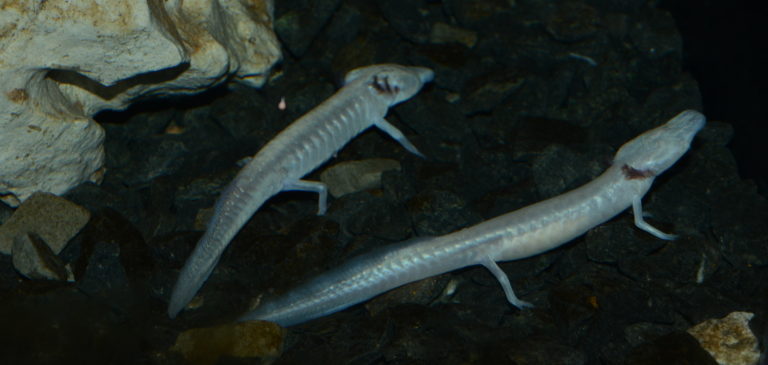 Eurycea rathbuni is a cave-dwelling neotenous salamander species from Texas. | Heiko Werning