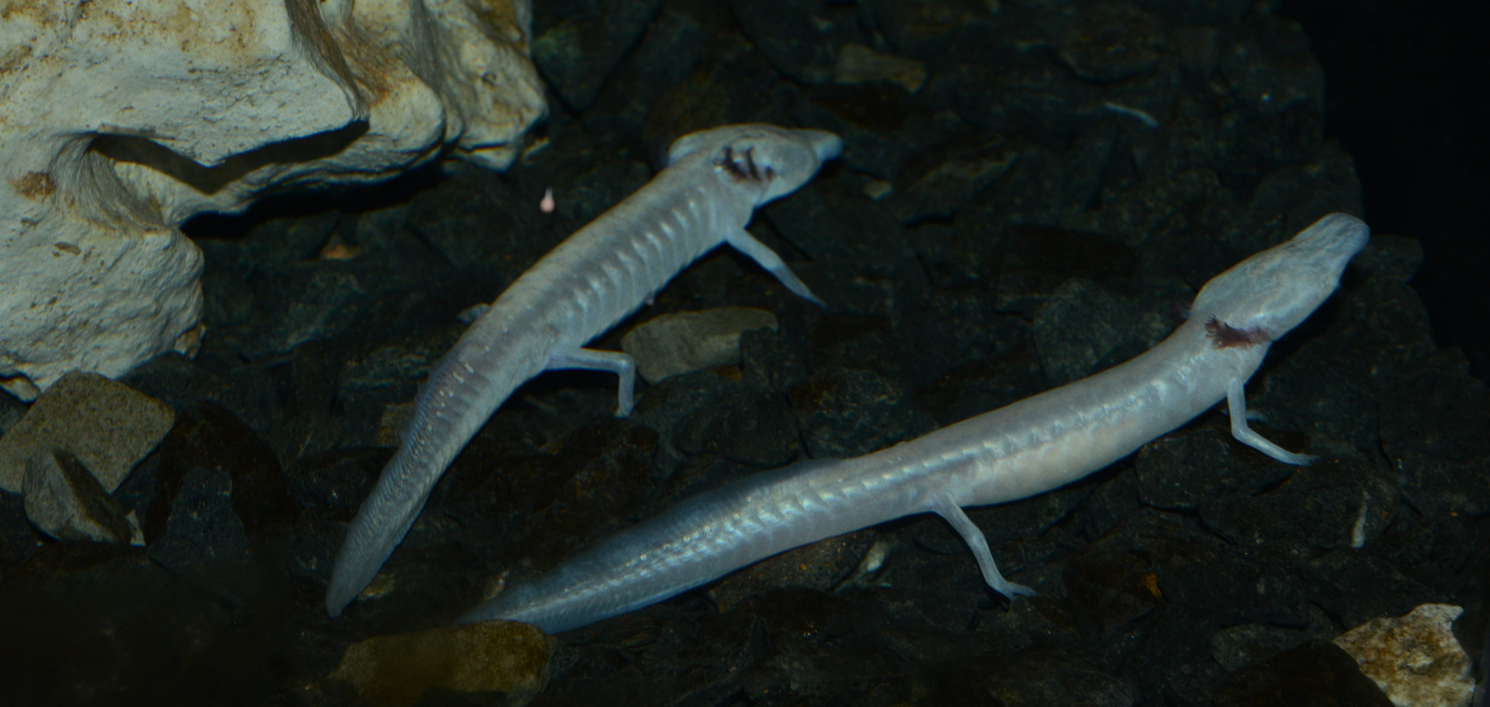 Eurycea rathbuni is a cave-dwelling neotenous salamander species from Texas. | Heiko Werning