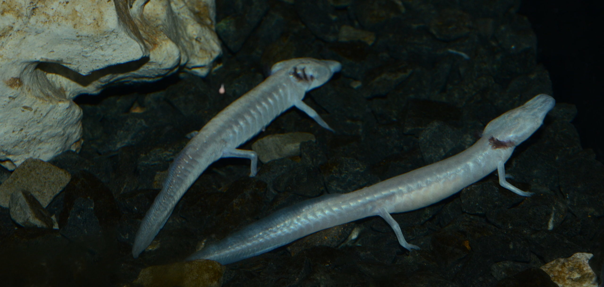 Eurycea rathbuni ist eine höhlenbewohnende neotene Salamander-Art aus Texas. | Heiko Werning