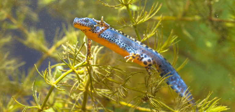Der in Mitteleuropa heimische Bergmolch (Ichtyosaura alpestris) durchläuft normalerweise zwar eine Metamorphose und lebt zeitweise an Land, aber es gibt auch Populationen mit neotenen Tieren. | Rudmer Zwerver/Shutterstock