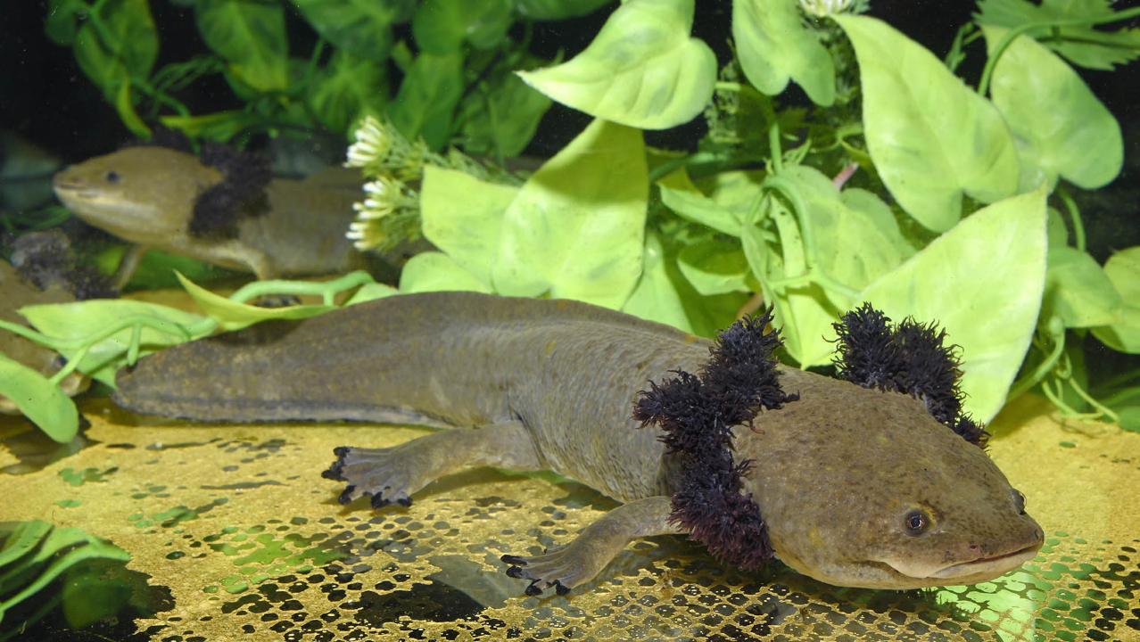 Auch der Pátzcuaro-Querzahnmolch (Ambystoma dumerilii) lebt neoten in nur einem See im mexikanischen Hochland und ist ebenfalls vom Aussterben bedroht. Für ihn gibt es bereits ein erfolgreiches Erhaltungszuchtprogramm in Citizen Conservation. | Benny Trapp / Frogs & Friends