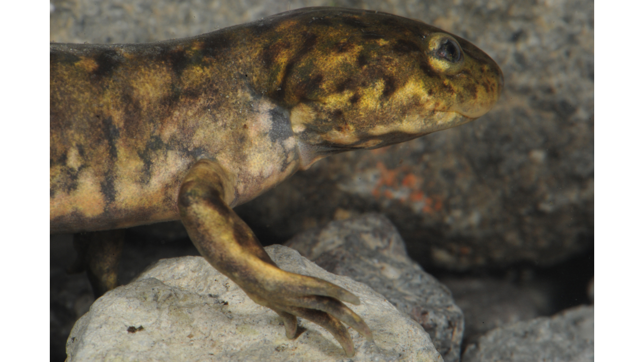 Beim verwandten Querzahnmolch Ambystoma altamirani hat die Evolution eine andere Strategie gewählt: Auch er lebt praktisch ausschließlich im Wasser, durchläuft die Metamorphose aber komplett, kann also nicht über Kiemen atmen. | Joachim Nerz